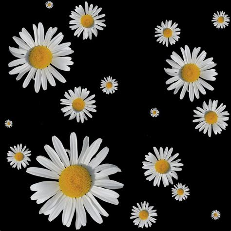 Daisies Background Black And White Clipart