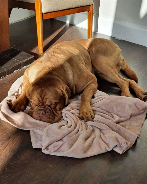 10 Wrinkly Dog Breeds That Will Steal Your Heart