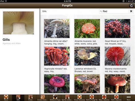 3 Step Mushroom Identification With Fungioz App Fungioz Australian