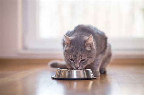 Like humans, cats require good nutrition to stay healthy and avoid getting sick. Top 15 Best Wet Foods for Older Cats Reviewed in 2020