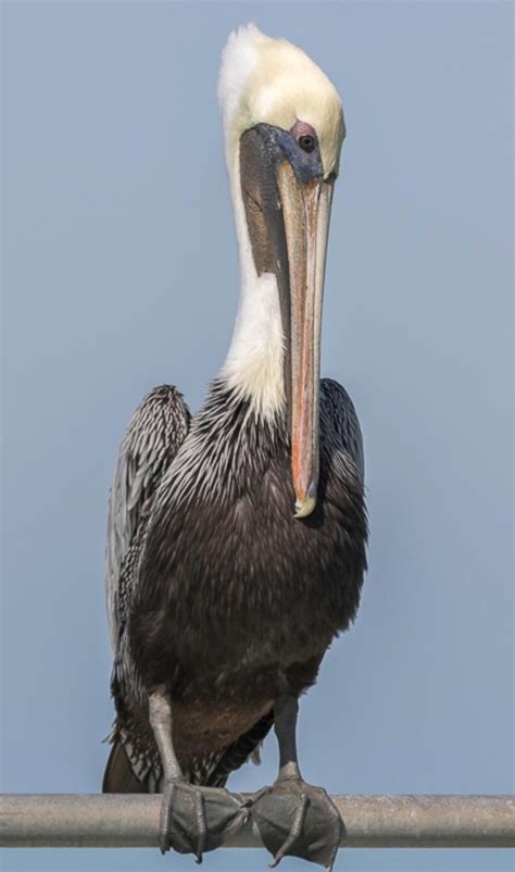 These accounts require that you link your credit card or bank account to participate in money transfers with other people. "I don't feel like myself. I'm not a peli-can anymore, I'm ...