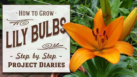How To Grow Lily Bulbs In Containers A Complete Step By Step Guide