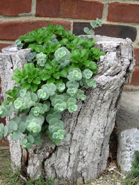 How to plant flowers around a tree. Old Tree Stumps Turned Into Beautiful Flower Planters ...
