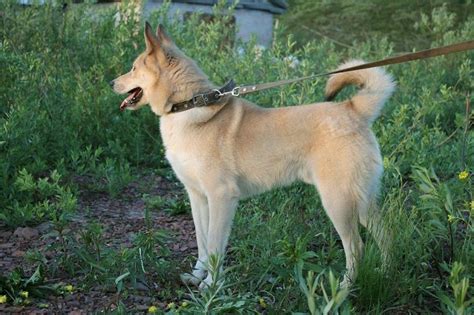 Norwegian Buhund Your Guide To A Spirited Nordic Companion