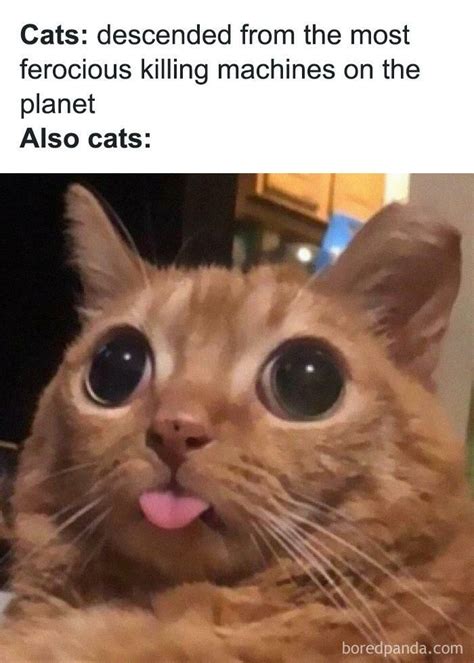 Funny Cat Memes Jokes Cat Memes Animal Memes Funny Cats