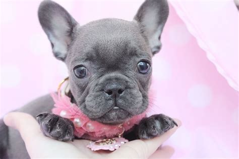 French bulldogs & puppies in uk. French Bulldog Puppy For Sale South Florida | Teacup ...