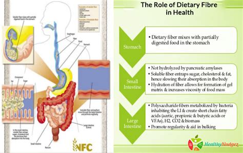 The Role Of Dietary Fibre In Health Best Dietician In Delhi