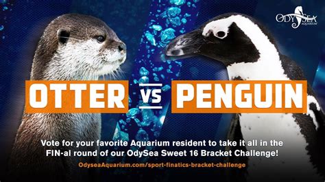 Sports Fin Atics Fin Al Bracket Challenge Otter Vs Penguin Youtube
