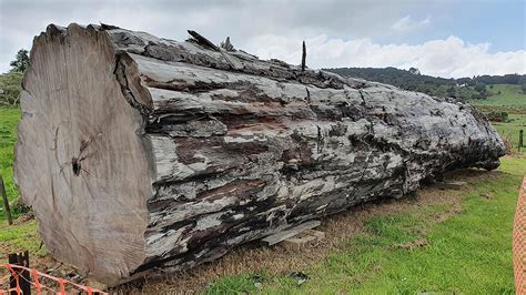 Ancient Kauri Tree Log From Ng Image Eurekalert Science News Releases