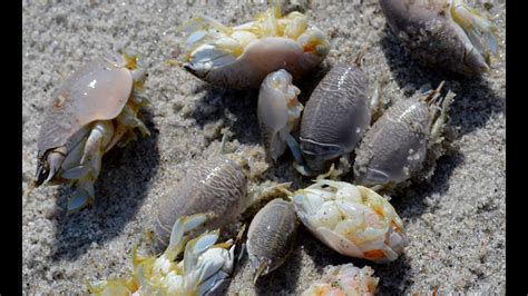 Disinfecting and pest control services (7342). Beach Bugs Florida | The best beaches in the world