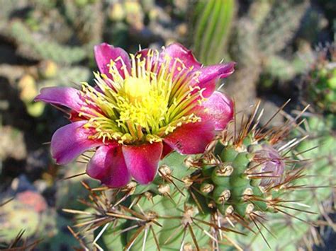 How many calories are in cactus pears? Step Lightly Around a Cactus | HGTV