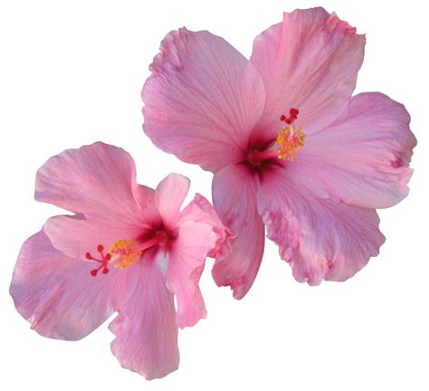 Hawaiian Flowers Png Blue Hibiscus Flower Png Freeuse