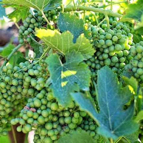 Vignes 8 Variétés De Vigne Et Cépage à Planter Raisins Du Jardin