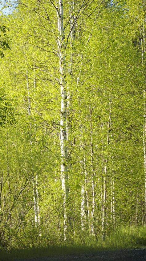 Birch Forest In Spring Stock Photo Image Of Sunshine 50308654