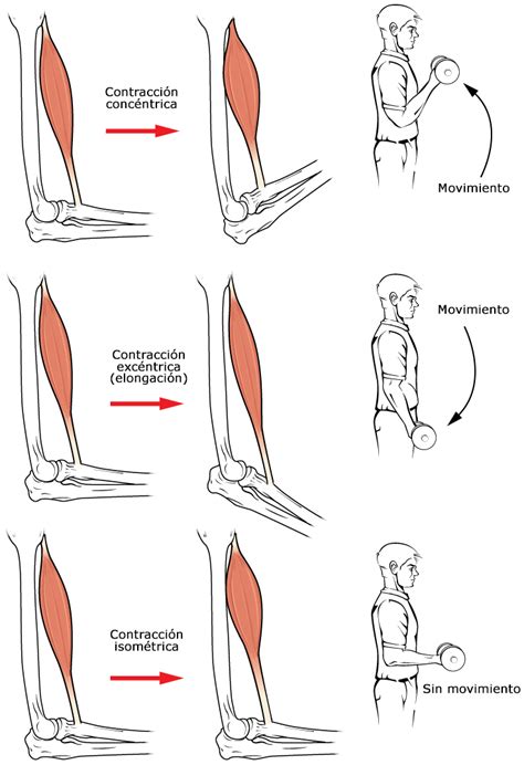 Tipos De Contracción Muscular System Anatomy Basic Anatomy And