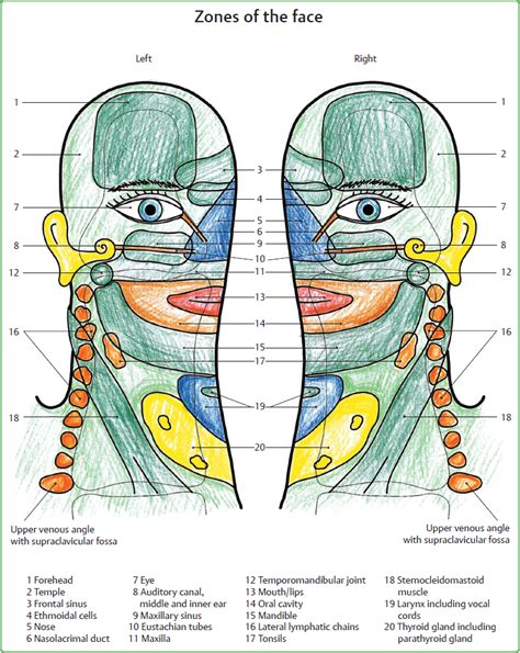 Zones Of Neck Anatomy