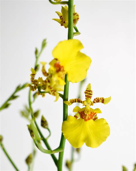 Dancing Lady Orchid Plant Live Oncidium Gower Ramsey Rare Canada