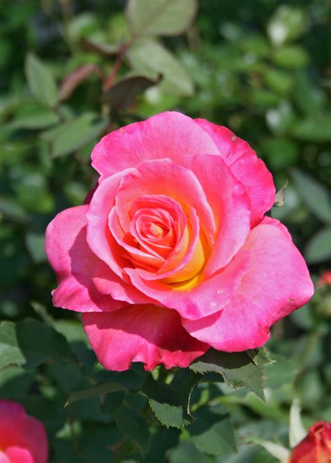Treat Mom To Knockout Hybrid Tea Roses At Home Mississippi State