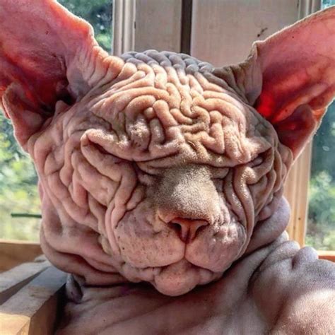 Hairless Sinister Looking Cat May Be Named The Scariest Feline In The