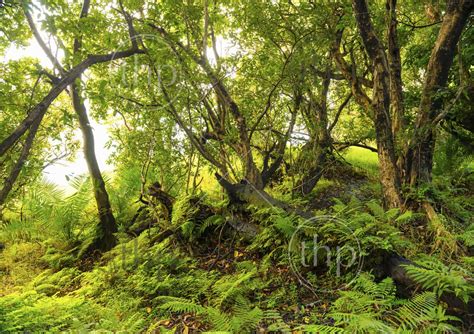 African Jungle Landscape With Vibrant Green Ferns And Trees Thpstock