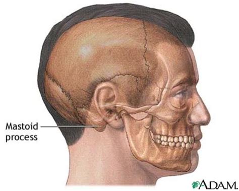 What Is Mastoiditis Anatomy Images Ear Anatomy Anatomy Sketches