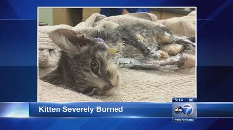 Kitten Severely Burned Possibly Set On Fire Abc7 San Francisco