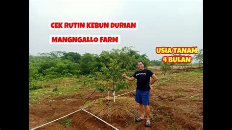 Cek Rutin Kebun Durian Mangngallo Farm Jasinga Youtube