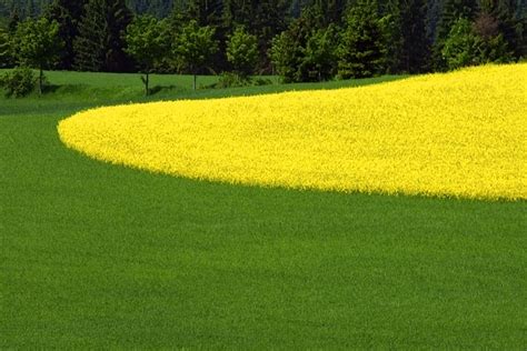 Gelb Grüne Wiese Foto And Bild Landschaft Äcker Felder And Wiesen