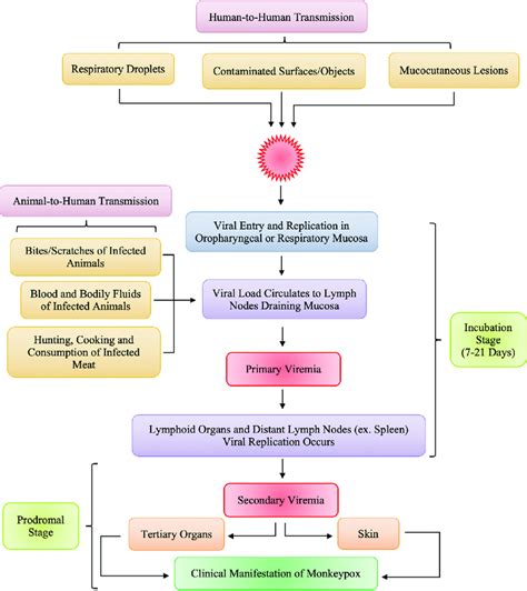 Pathogenesis Of Monkeypox In Humans 34 Download Scientific Diagram