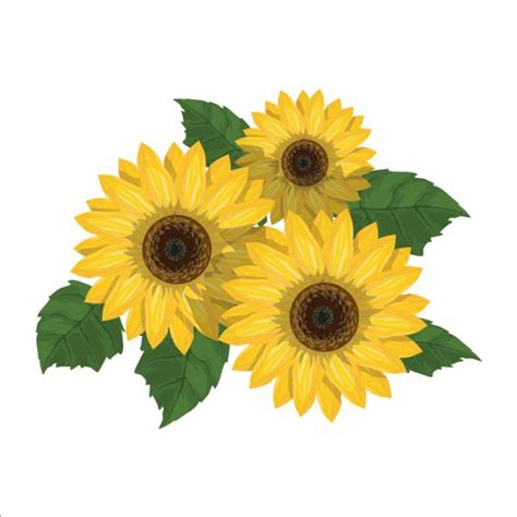 Sunflower Vector Free At Getdrawings Free Download