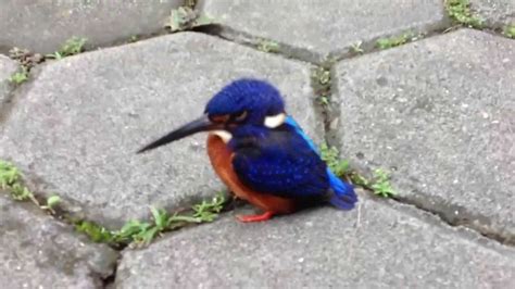 cute little blue bird youtube