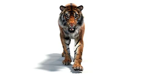 Tiger Walk Cycle Animation By Promax3d Tiger Walking Tiger 3d Model