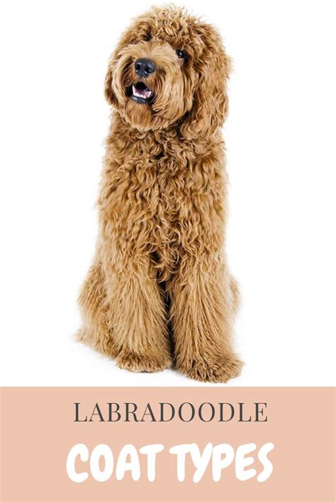 This will keep their coat free of mats and how to train a labradoodle. Labradoodle Coat Types - Hair Coat, Fleece Coat and Wool ...