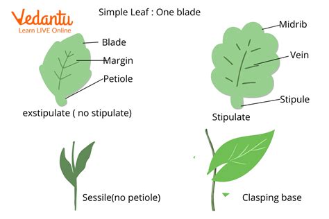 Difference Between Palmate And Pinnate Compound Leaves Learn