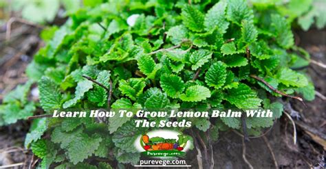 Learn How To Grow Lemon Balm With The Seeds
