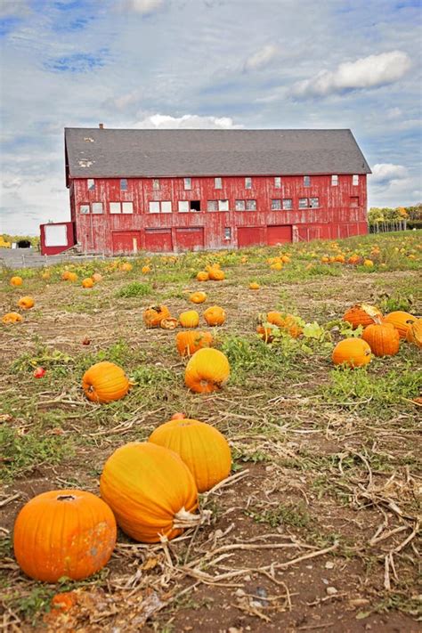 Red Barn On Pumpkin Farm Stock Photo Image 61078906