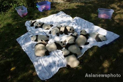 Panda Cubs Outdoor Debut In Sw Chinaphotoscn