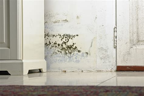 Water damage is one of the most common causes of mold growth in a home. Does Home Insurance Cover Mold or Other Nuisances? - Your AAA Network