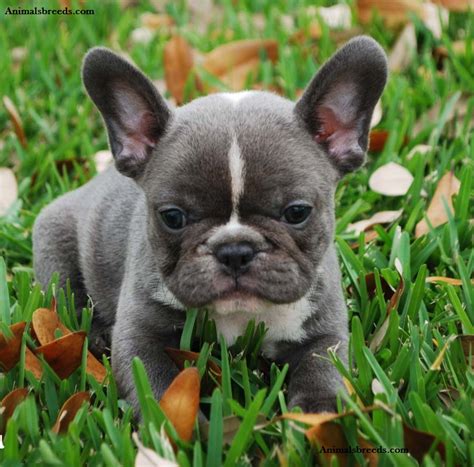 French Bulldog Puppies Rescue Pictures Information Temperament