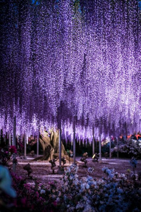 Giant Wisteria Ashikaga Flower Park Tochigi Japan Beautiful