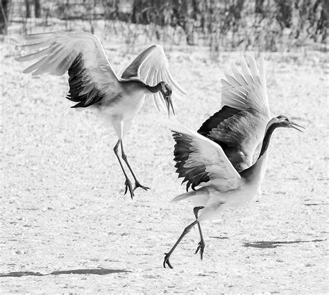 2019 May Competition Nature Norths Photographic Society Sydney