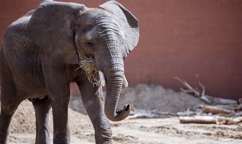 Stressed Elephants Given Cbd To Boost Their Mood Cannabis Health News