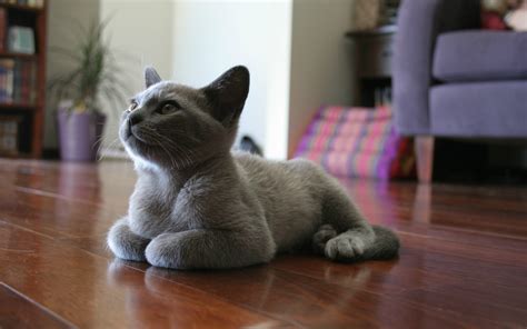 24 overall in the u.s. cat, Russian Blue, Wooden Surface, Animals Wallpapers HD ...