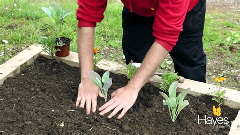 How To Plant Cauliflower Hayes Garden World Youtube
