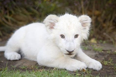23 Albino Animals So Stunning You Will Literally Gasp Albino Animals