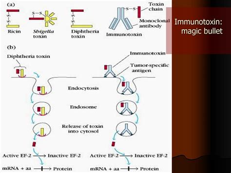 Antibody Immunoglobulin Ppt Download