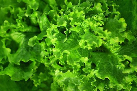 Leafy Greens The Target Of New Foodborne Illness Action Plan