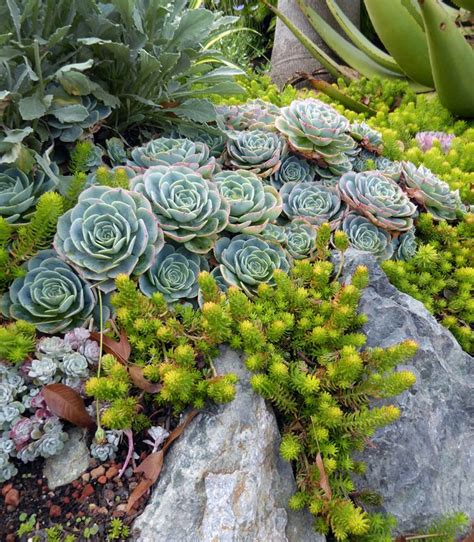 Sedum rupestre 'Angelina' "Golden Sedum" - Buy Online at Annie's