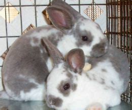 Adorable mini lop / lion lop baby bunnies for sale. 10 Mini Rex Bunnies near Auburn, ME | Rabbits for Sale in ...
