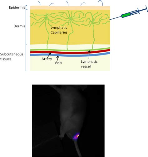 Non Invasive Optical Imaging Of The Lymphatic Vasculature Of A Mouse Protocol